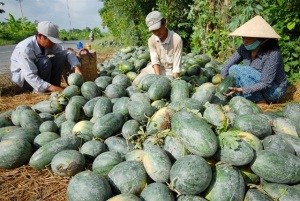 Ông Nguyễn Văn Công, GĐ Sở NN-PTNT Đồng Tháp:
Đẩy lùi vi phạm an toàn vệ sinh thực phẩm