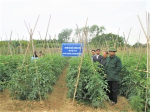 Thái Nguyên: Trồng cà chua sạch