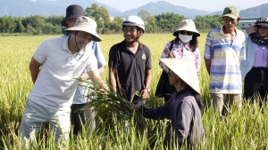 Hội thảo và nghiệm thu mô hình “Trình diễn sản xuất lúa theo tiêu chuẩn VietGAP - Cánh đồng không dấu chân”