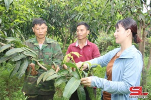 Sơn La: Liên kết sản xuất, tăng giá trị sản phẩm nông sản