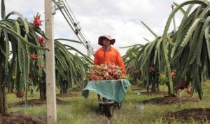 Thành phố Phan Thiết đẩy nhanh tiến độ sản xuất và đăng ký chứng nhận thanh long VietGAP