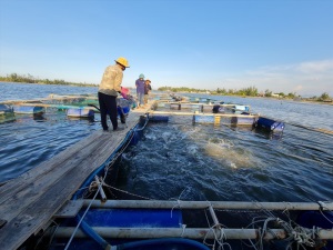 VietGAP trong thủy sản: Xây dựng như một tiêu chuẩn quốc tế