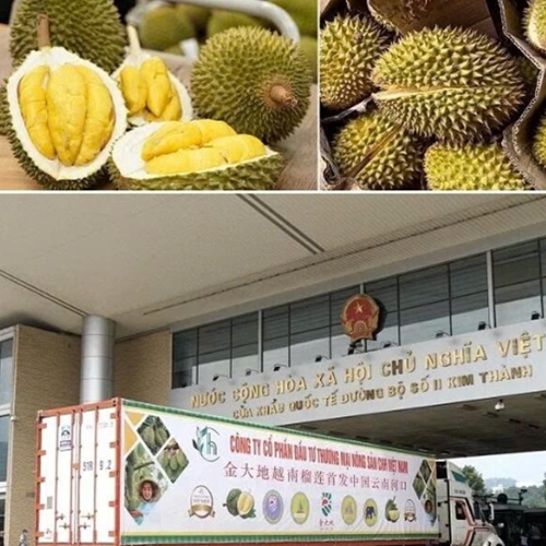Xuất khẩu sầu riêng, tôm hùm sang Trung Quốc tăng vọt