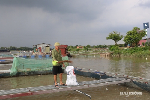 Hải Phòng có 265 ha thủy sản được cấp chứng nhận VietGAP