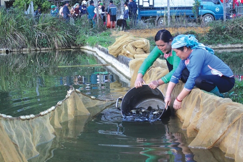 Kỹ thuật nuôi cá nước ngọt thương phẩm