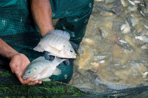 Kỹ thuật nuôi cá rô phi