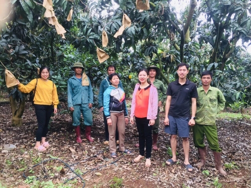 Chuyển giao kỹ thuật thâm canh xoài VietGAP cho nông dân Sơn La