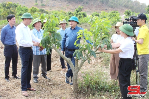 Nâng cao vai trò của khuyến nông trong phát triển kinh tế nông nghiệp xanh, bền vững