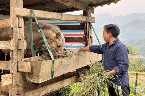 Phát triển chăn nuôi gia súc, tạo sinh kế bền vững ở vùng cao