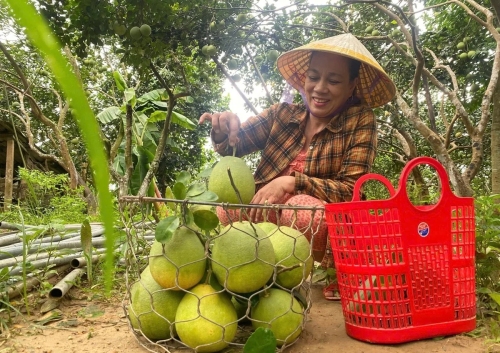 Thanh trà sung sức, trĩu quả nhờ canh tác VietGAP