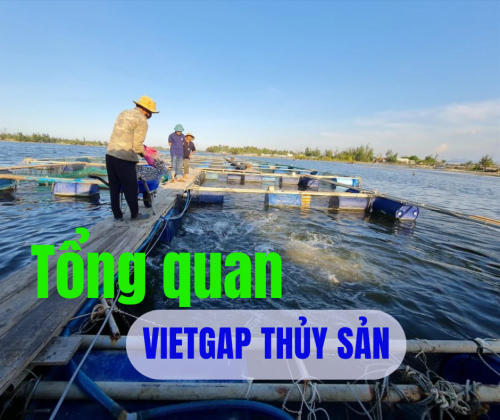 Tổng quan về tiêu chuẩn VietGAP thủy sản