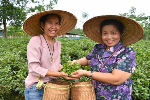 Trải nghiệm chè VietGAP ở ngoại thành Hà Nội