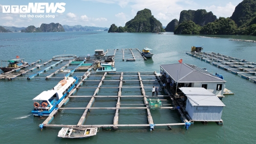Từ con giống đến đầu ra, cá song được nuôi theo quy trình VietGAP