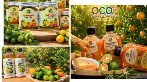 3 Khi quất VietGAP bước vào sân chơi OCOP