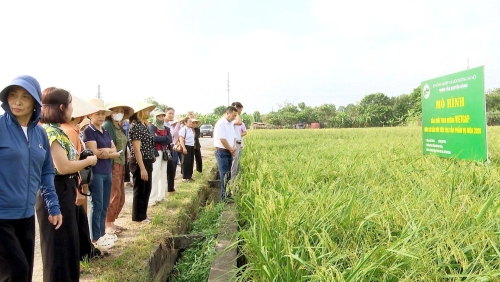 Hà Nội: Nâng hiệu quả sản xuất, chủ động bảo vệ lúa Mùa tại xã Thư Lâm