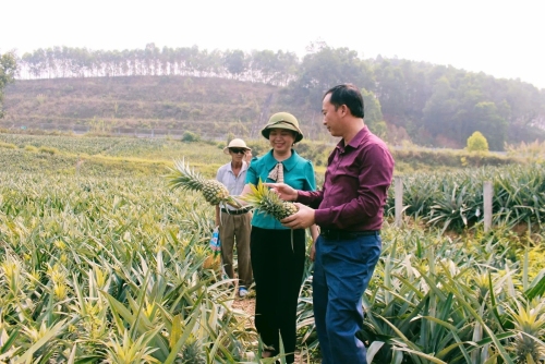 Nông dân phường Kép ở Bắc Ninh làm giàu từ dứa VietGAP