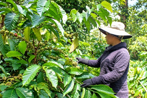 Đắk Lắk: Đưa kỹ thuật VietGAP vào 69 ha cà phê của đồng bào dân tộc thiểu số