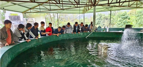 Lào Cai và Lai Châu đẩy mạnh mô hình nuôi cá nước lạnh đạt chuẩn VietGAP
