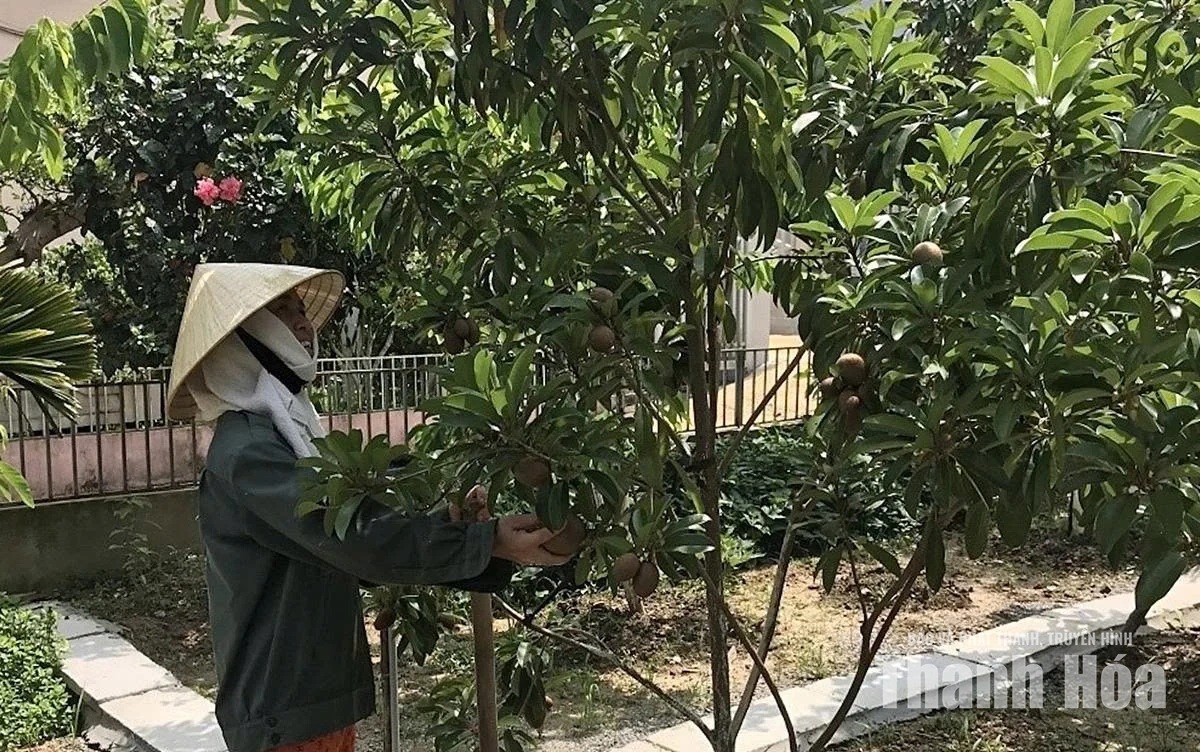 Người dân xã Thiệu Trung ứng dụng KHKT để cải tạo vườn tạp, trồng cây ăn quả jpge