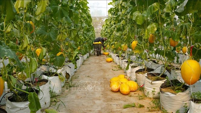 Tây Ninh hỗ trợ áp dụng VietGAP cho 15 sản phẩm nông nghiệp đặc thù
