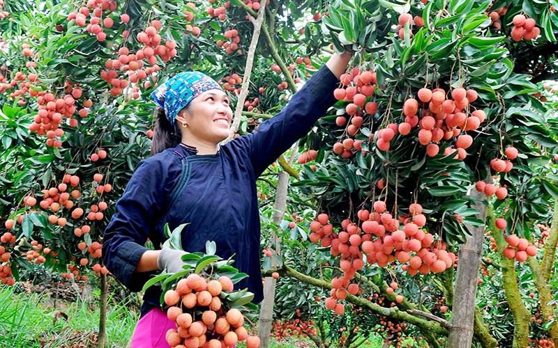 Ap dụng giám sát số VietGAP để nâng cao chất lượng và mở rộng thị trường xuất khẩu
