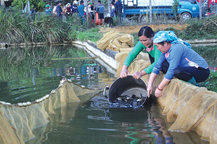 Kỹ thuật nuôi cá nước ngọt thương phẩm