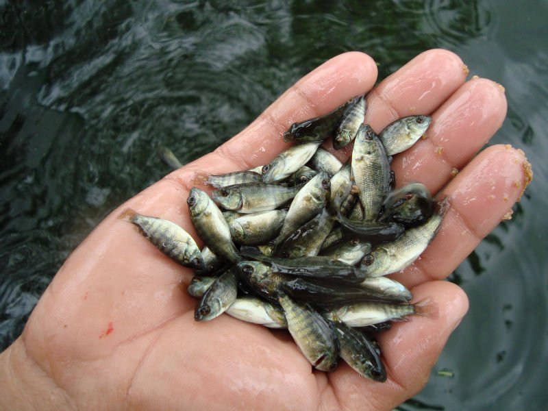 Kỹ thuật nuôi cá rô phi đơn tính