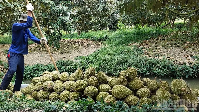 Nâng cao chất lượng nông sản đáp ứng yêu cầu thị trường tỷ dân