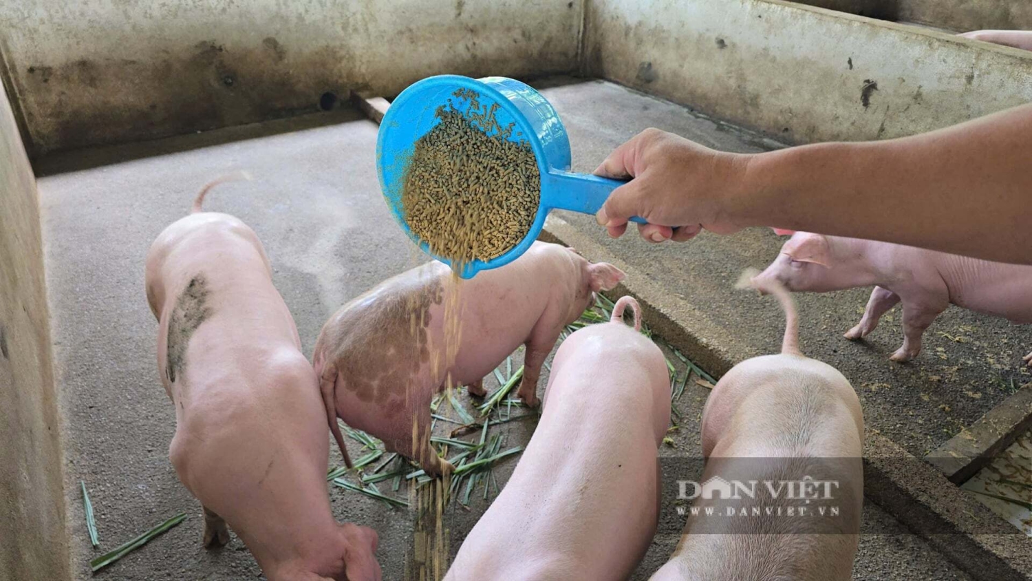 Nhà khoa học của nhà nông ở Quảng Trị được bình chọn là Nông dân Việt Nam xuất sắc 40 năm Đổi mới ảnh 1