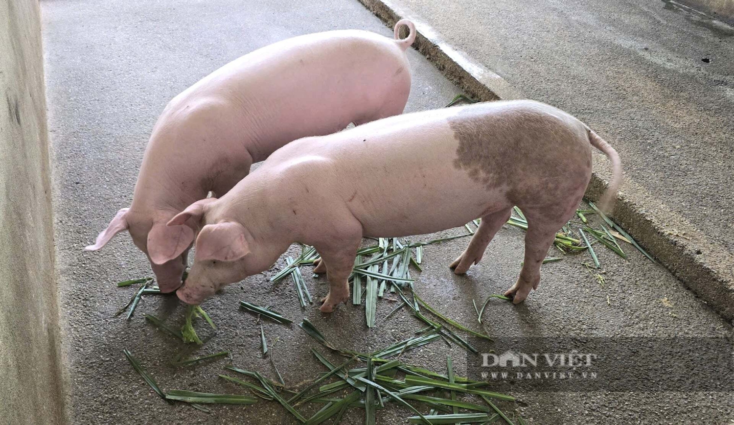 Nhà khoa học của nhà nông ở Quảng Trị được bình chọn là Nông dân Việt Nam xuất sắc 40 năm Đổi mới ảnh 2