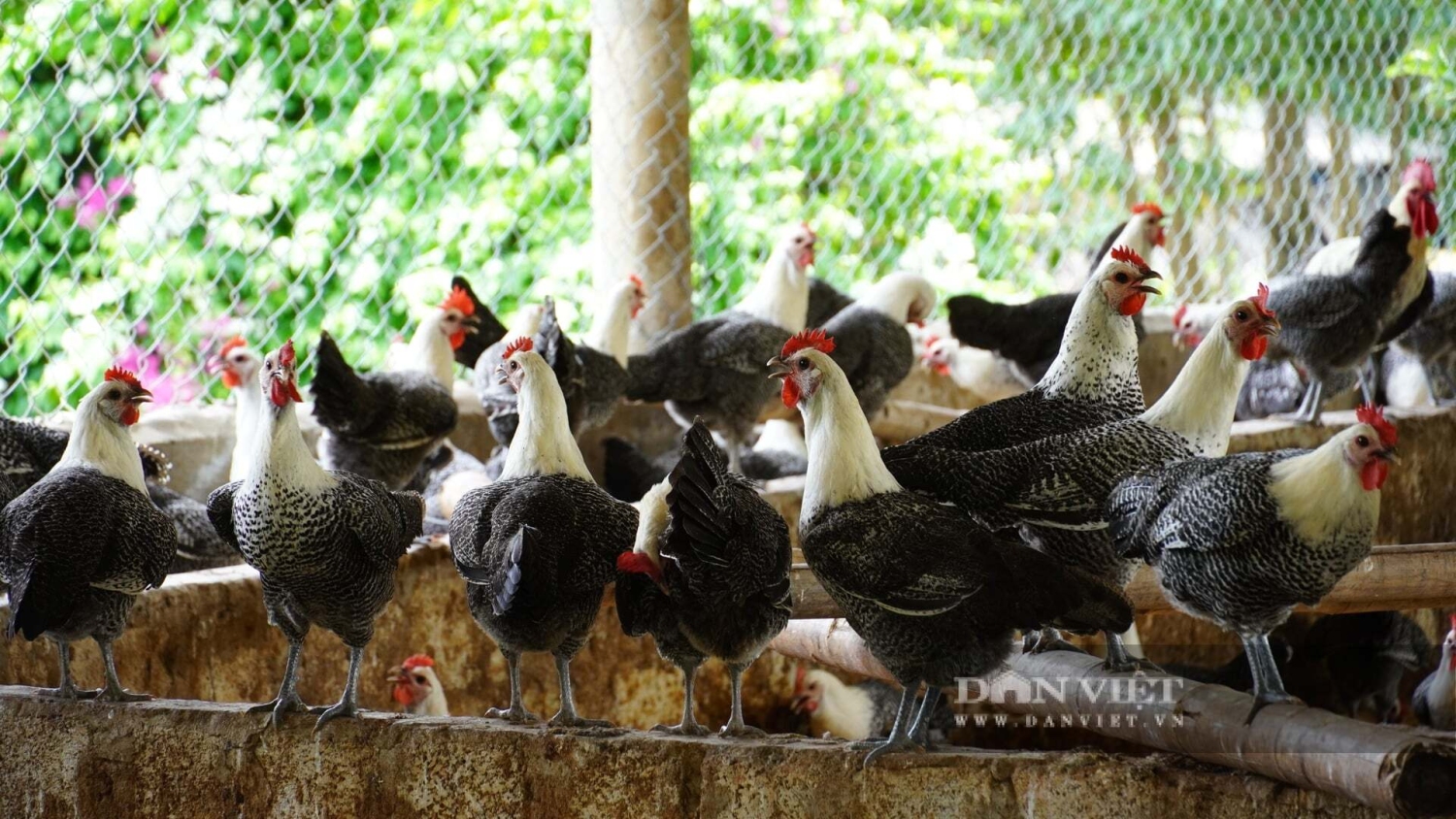 Nhà khoa học của nhà nông ở Quảng Trị được bình chọn là Nông dân Việt Nam xuất sắc 40 năm Đổi mới ảnh 4
