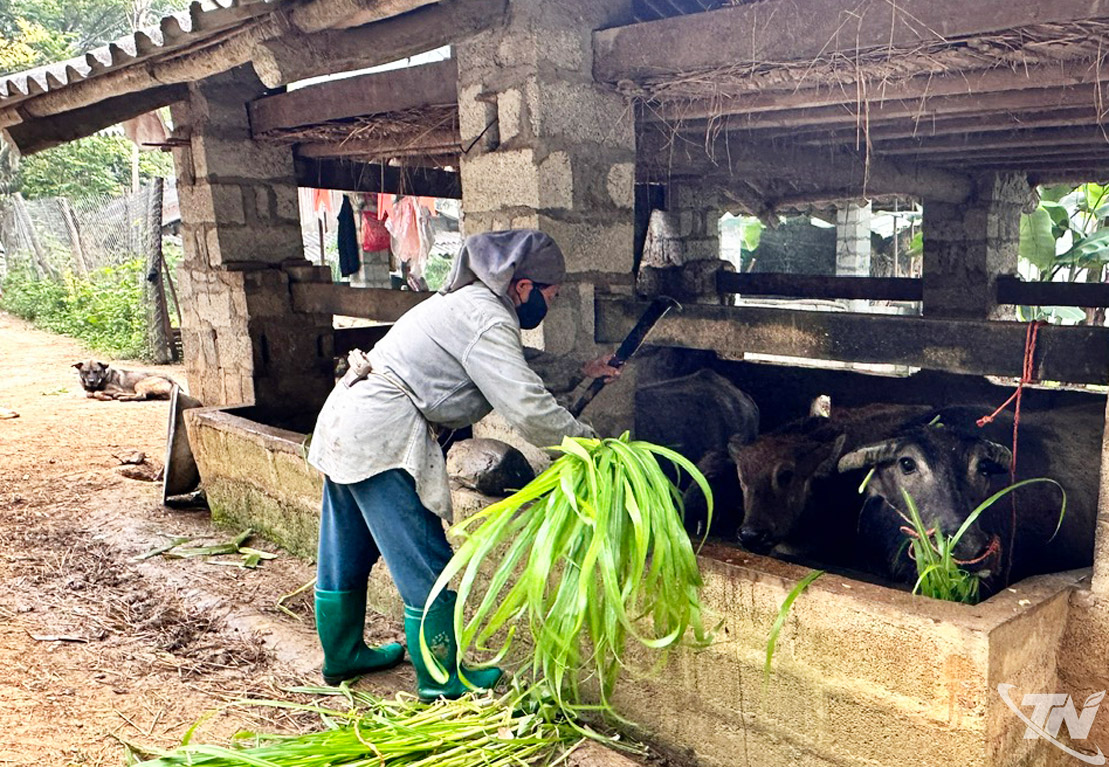 Phát triển chăn nuôi gia súc, tạo sinh kế bền vững ở vùng cao