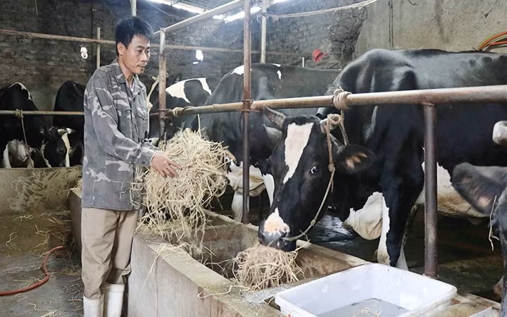 Tạo đà phát triển cho ngành chăn nuôi gia súc lớn jpge