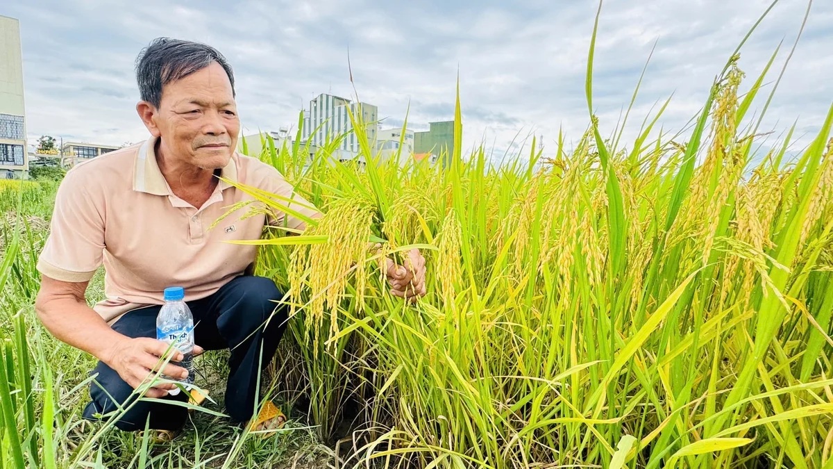 Tạo uy tín, nâng giá trị nhờ sản xuất lúa VietGAP
