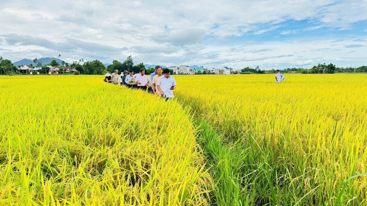 Tạo uy tín, nâng giá trị nhờ sản xuất lúa VietGAP