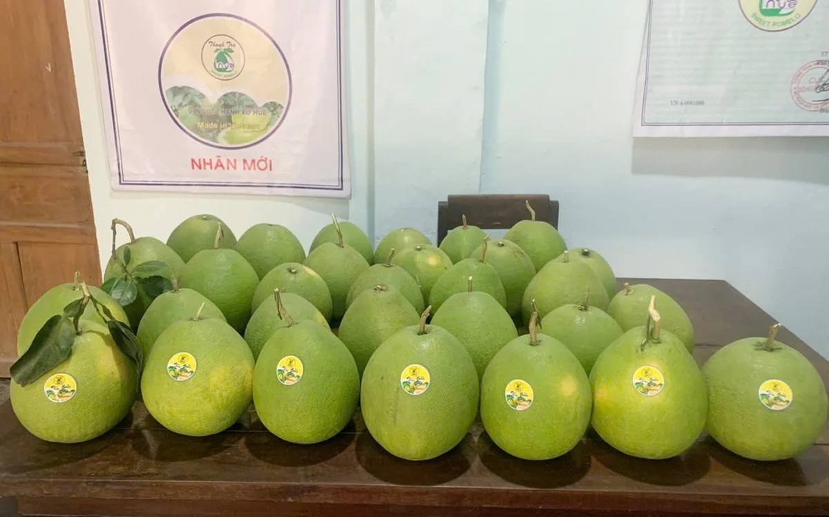 Thanh trà sung sức, trĩu quả nhờ canh tác VietGAP jpge