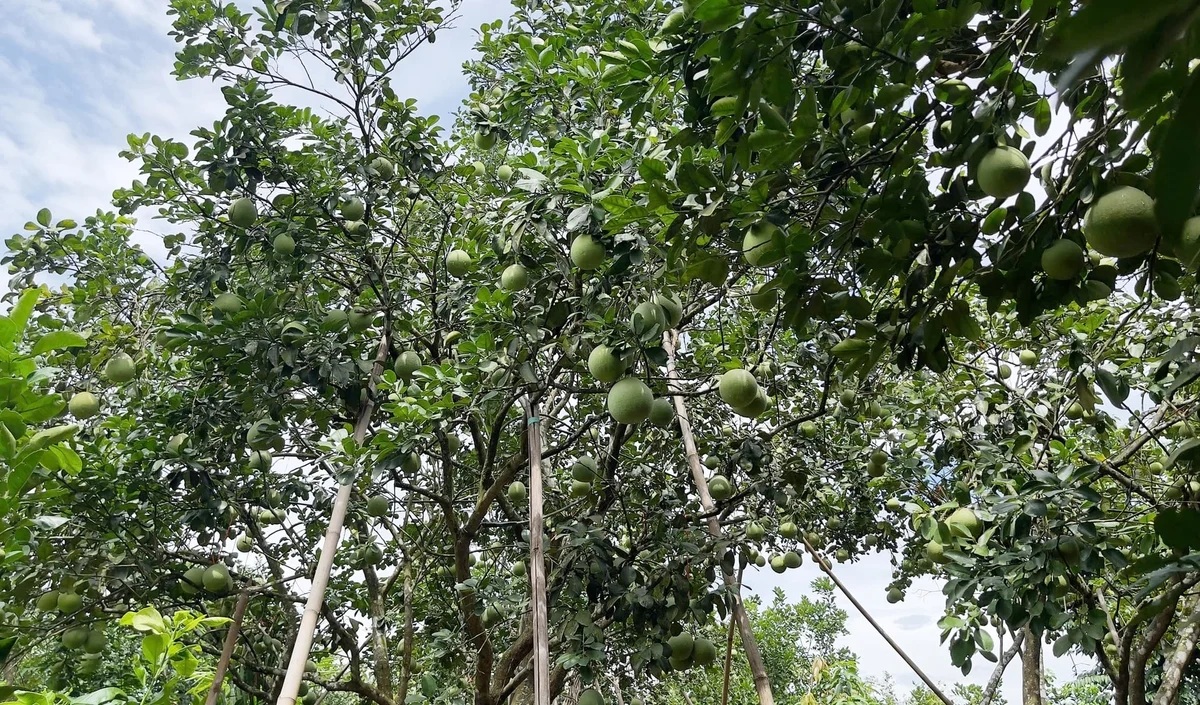 Thanh trà sung sức, trĩu quả nhờ canh tác VietGAP jpge