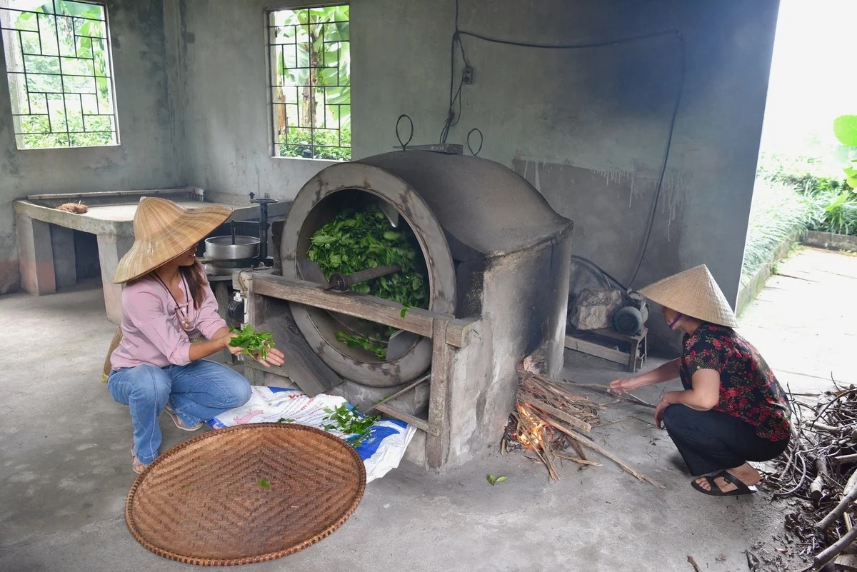 Trải nghiệm chè VietGAP ở ngoại thành Hà Nội jpge