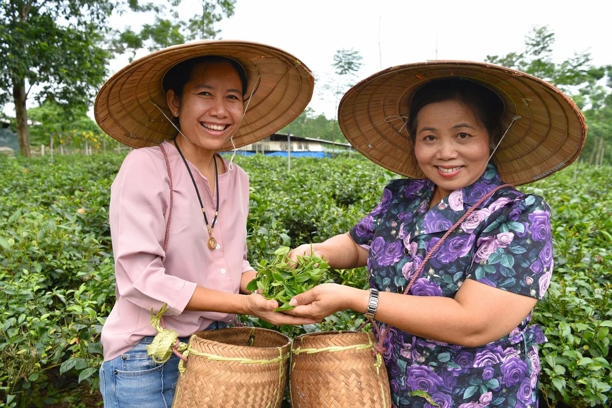 Trải nghiệm chè VietGAP ở ngoại thành Hà Nội jpge