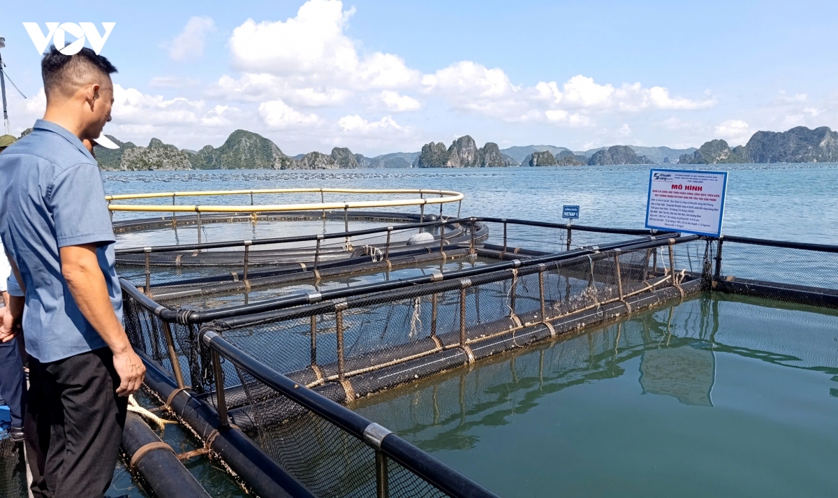 1 Khuyến nông Quốc gia hỗ trợ nuôi biển và chế biến thủy sản ở Vân Đồn