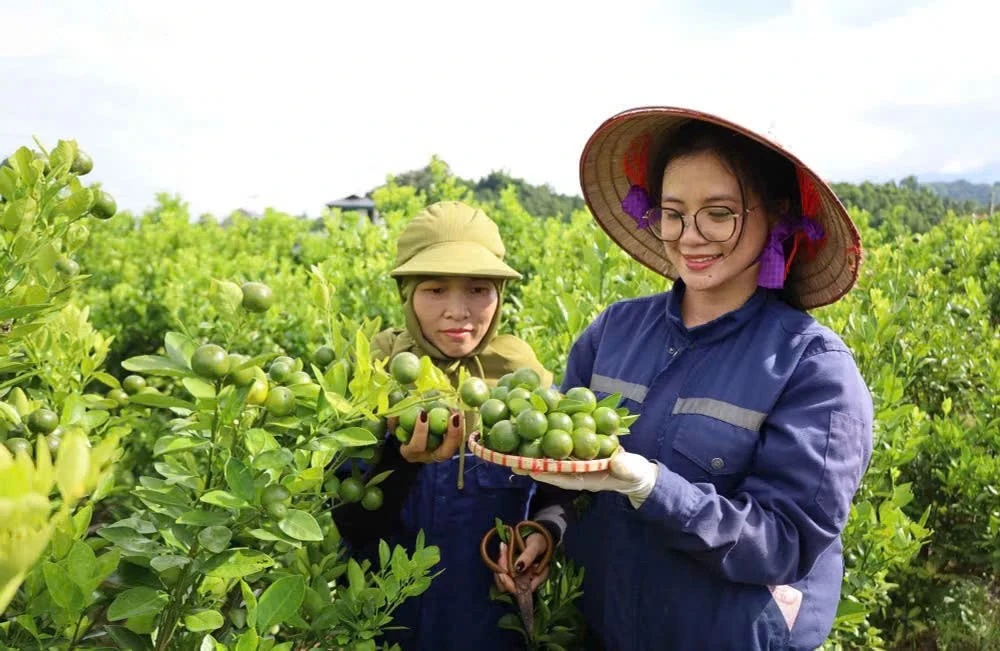 2 Khi quất VietGAP bước vào sân chơi OCOP