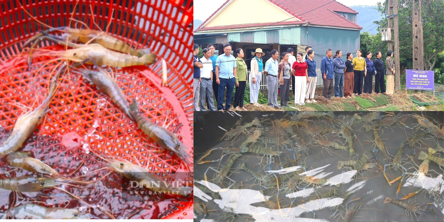 32 Hà Tĩnh lần đầu có cơ sở nuôi tôm càng xanh đạt chuẩn VietGAP, thu gần 170 triệu đồng ha vụ