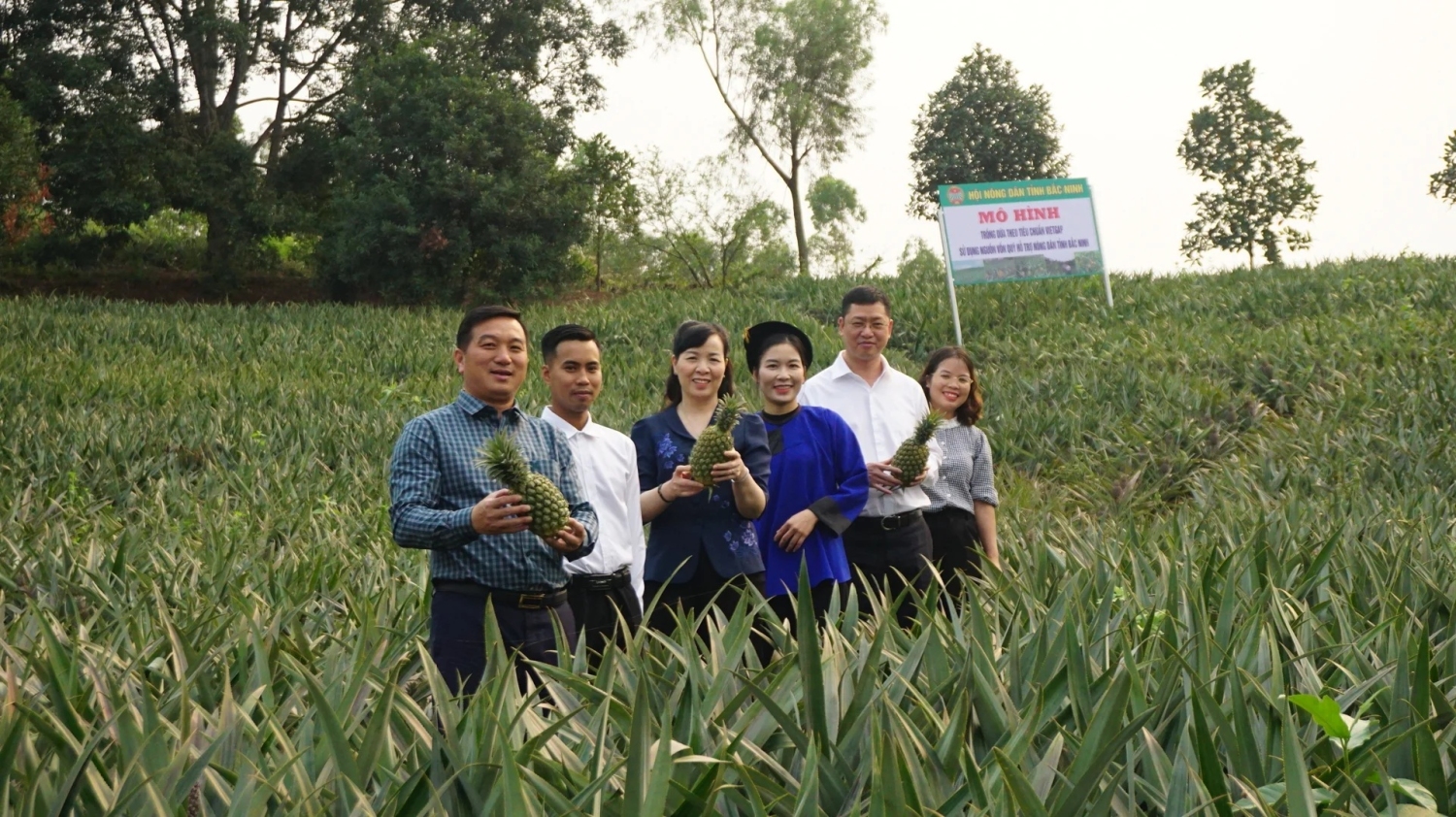Ảnh 1 Nông dân phường Kép ở Bắc Ninh làm giàu từ dứa VietGAP