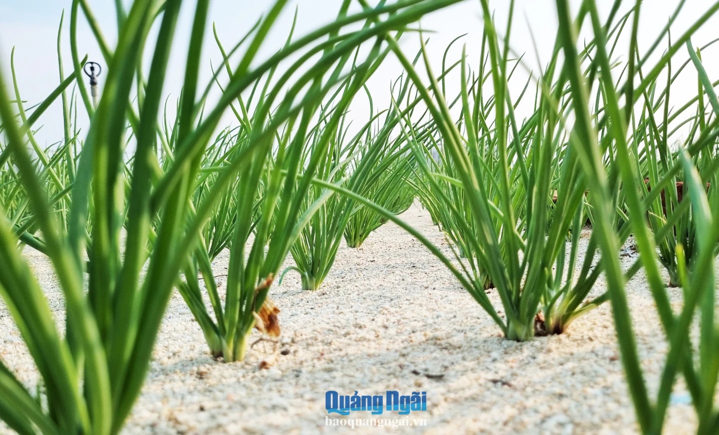 Ảnh 2 Trồng hành, tỏi VietGAP gắn với phát triển bền vững