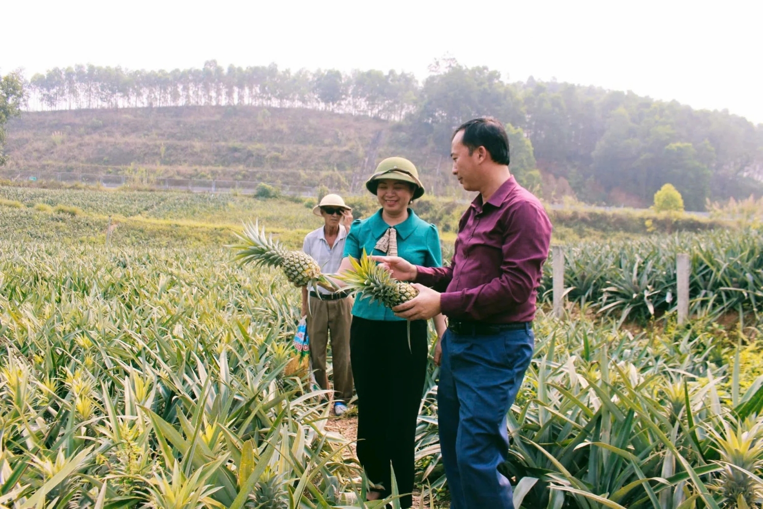 Ảnh 3 Nông dân phường Kép ở Bắc Ninh làm giàu từ dứa VietGAP