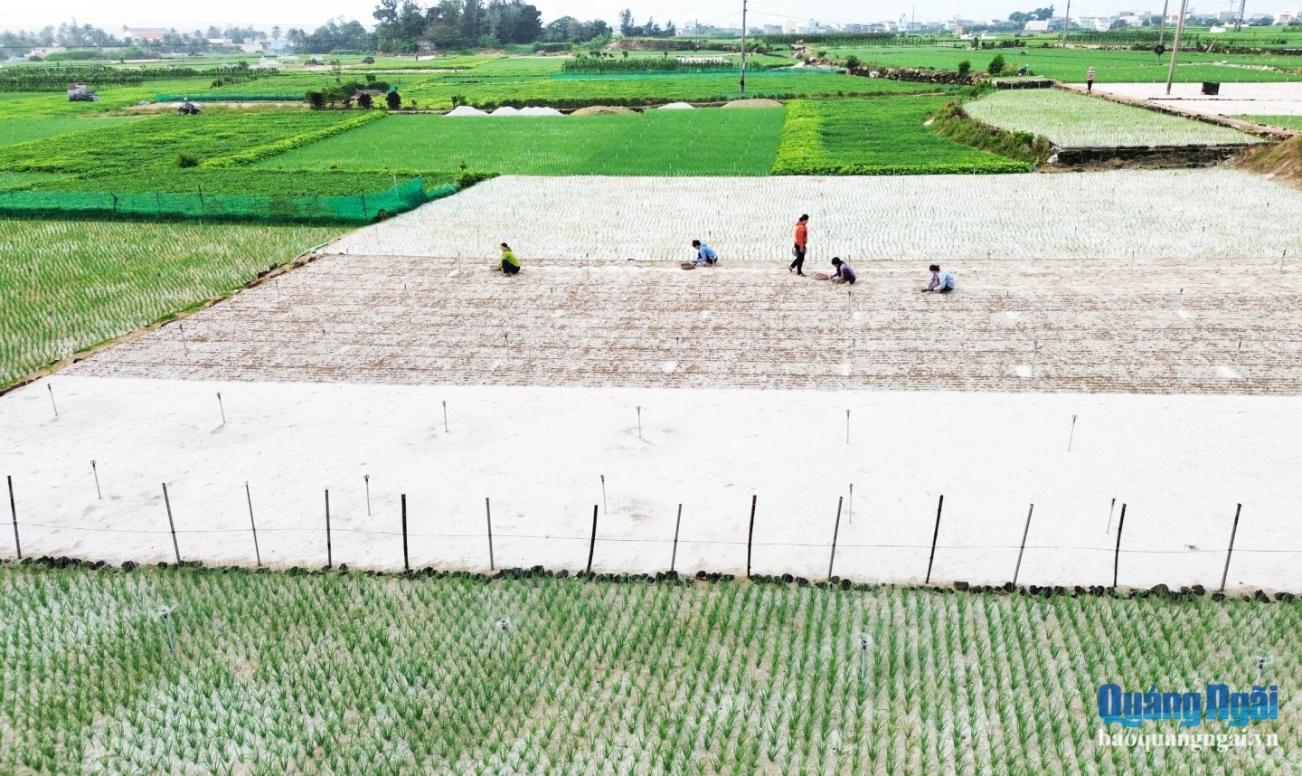 Ảnh 3 Trồng hành, tỏi VietGAP gắn với phát triển bền vững