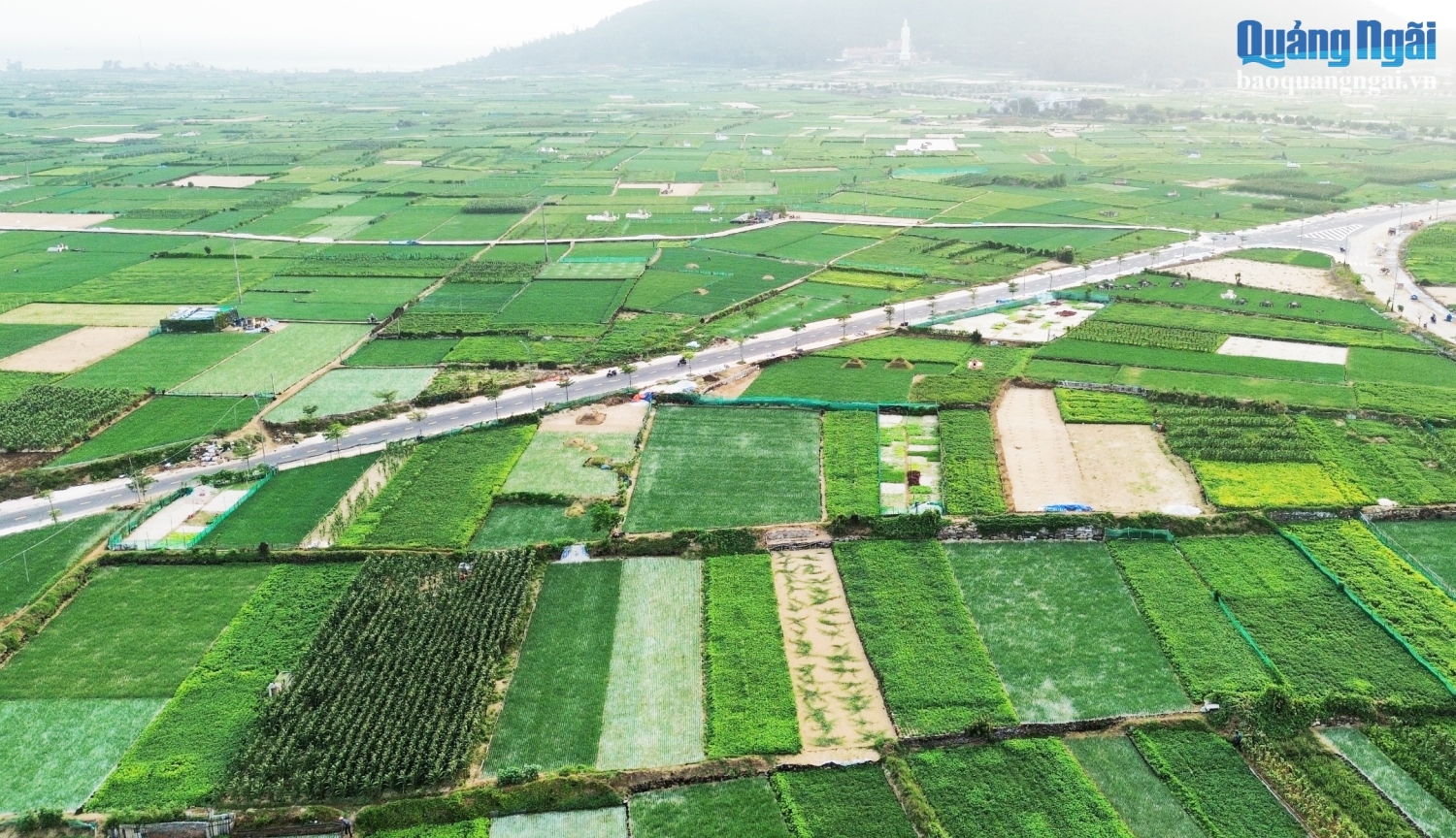 Ảnh 4 Trồng hành, tỏi VietGAP gắn với phát triển bền vững