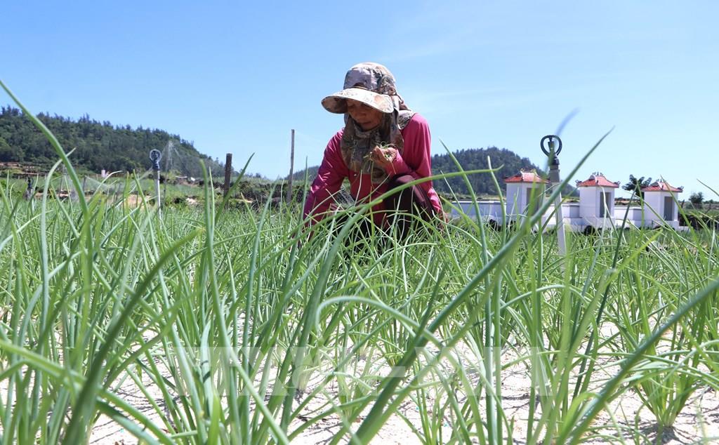 Nâng tầm thương hiệu tỏi Lý Sơn bằng tiêu chuẩn VietGAP