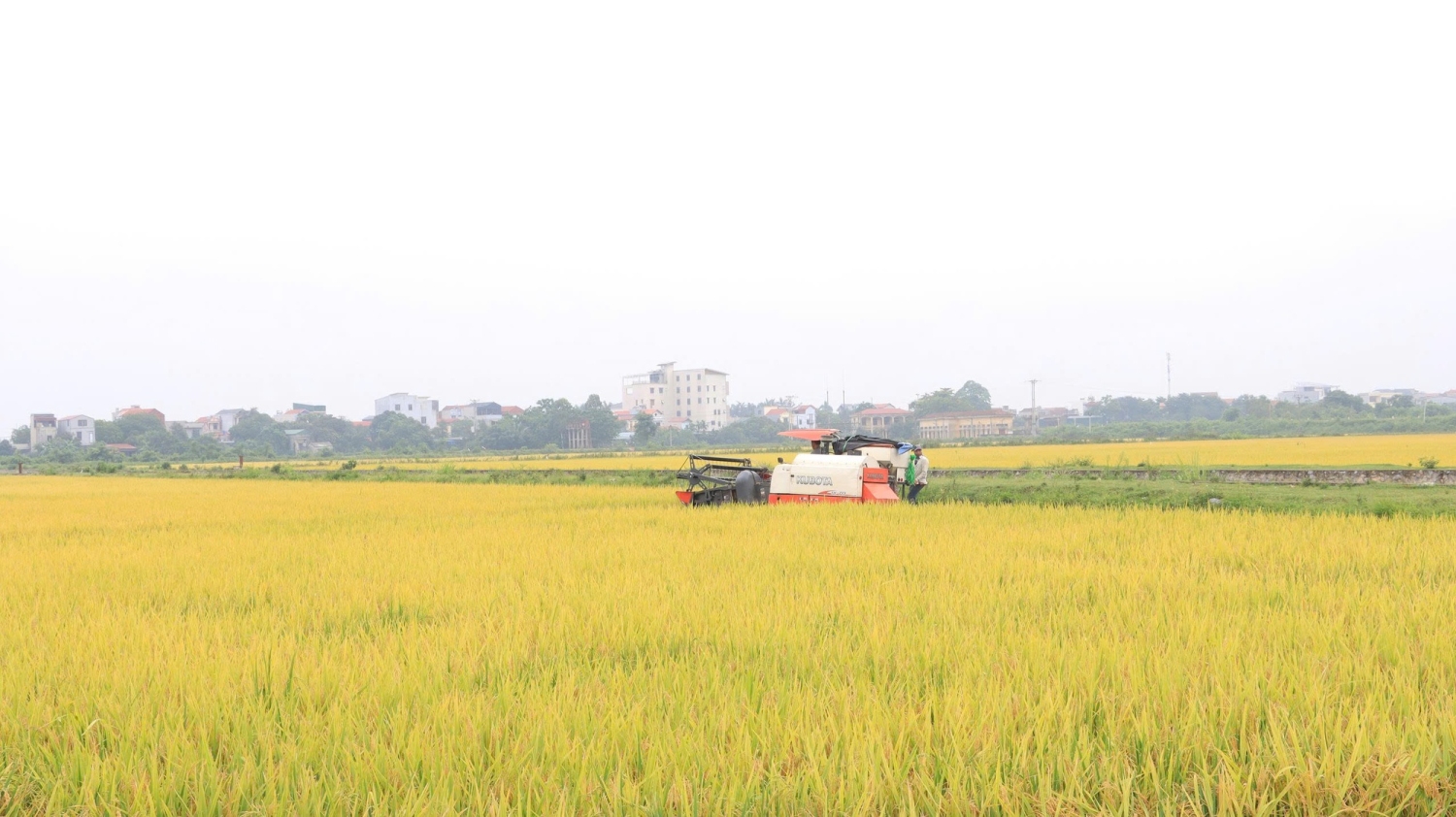 Phát triển lúa VietGAP gắn bao tiêu sản phẩm Hướng đi bền vững cho nông nghiệp Thủ đô