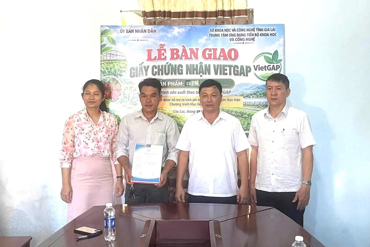 Sản phẩm cà phê Ia Phí đạt chứng nhận VietGAP